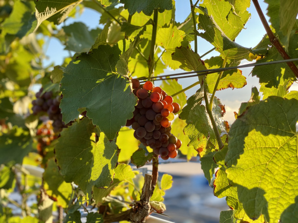 Monoton Dakwijngaard Hasselt gloeiende druiven